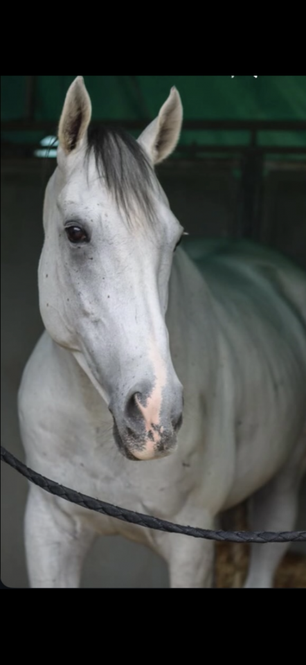 pur sang anglais &agrave; vendre 