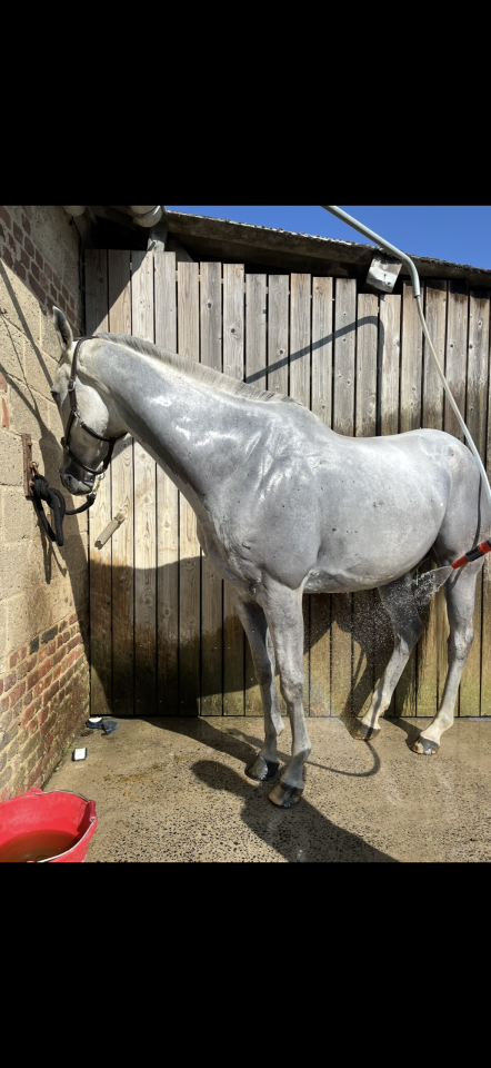 pur sang anglais &agrave; vendre 