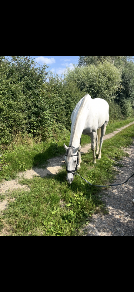 pur sang anglais &agrave; vendre 
