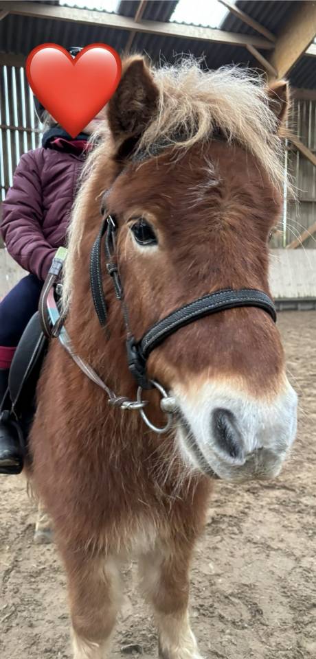 Poney shetland 