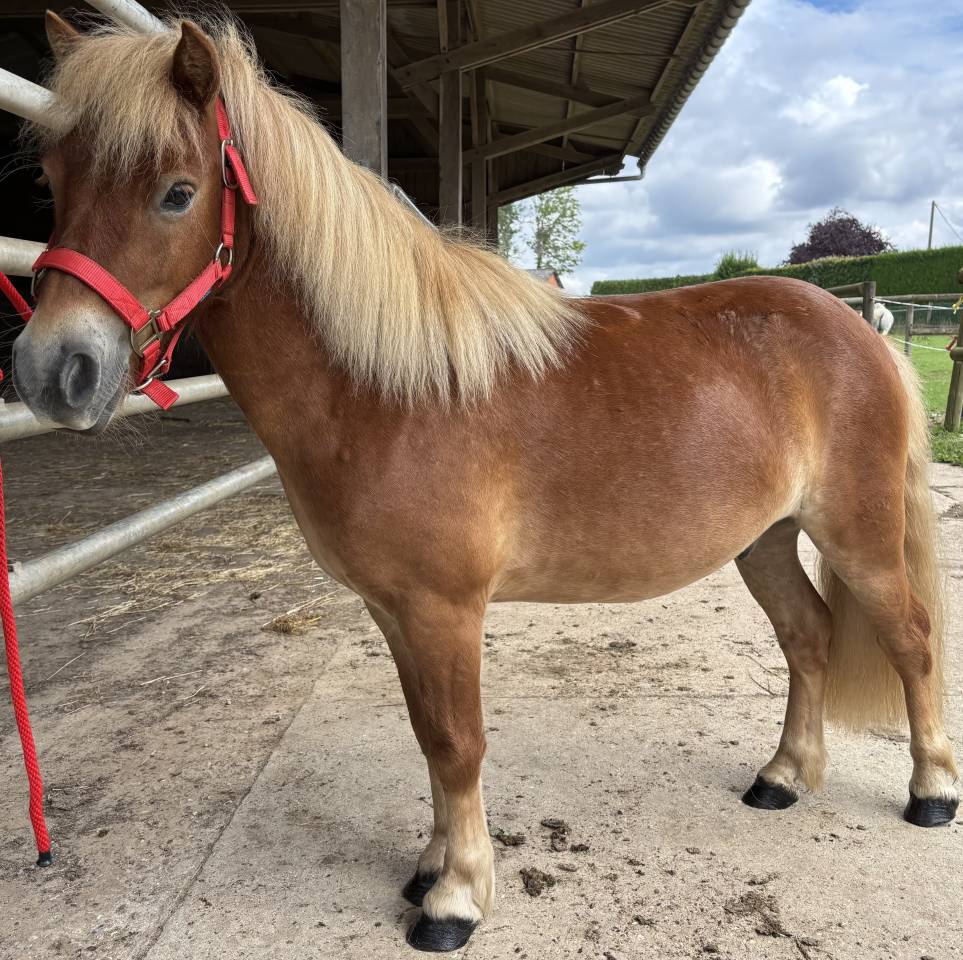 Poney shetland 