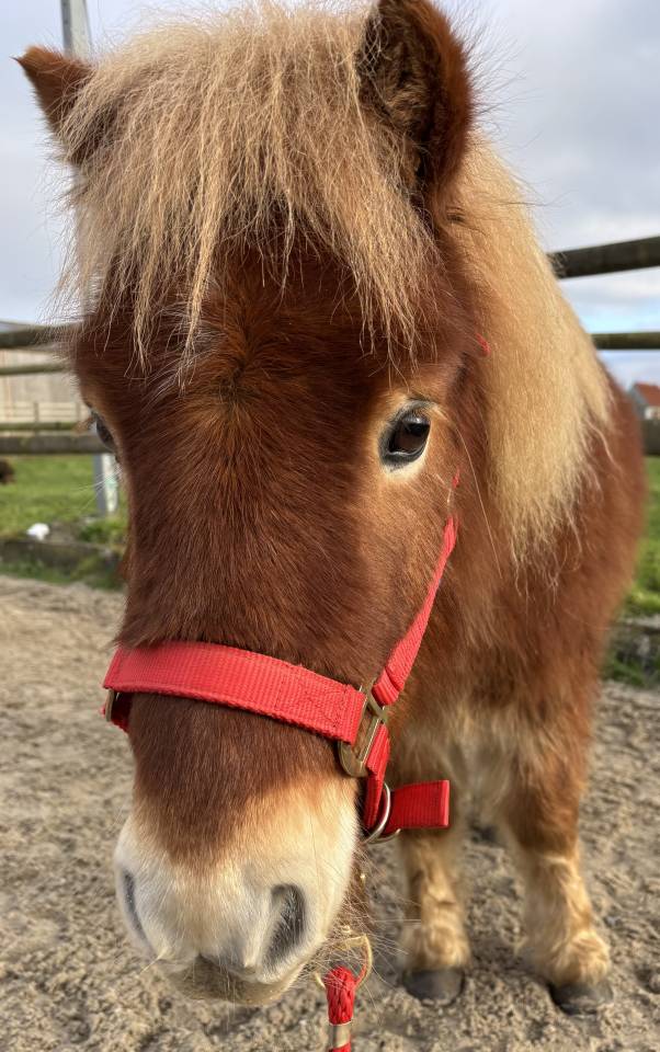 Poney shetland 