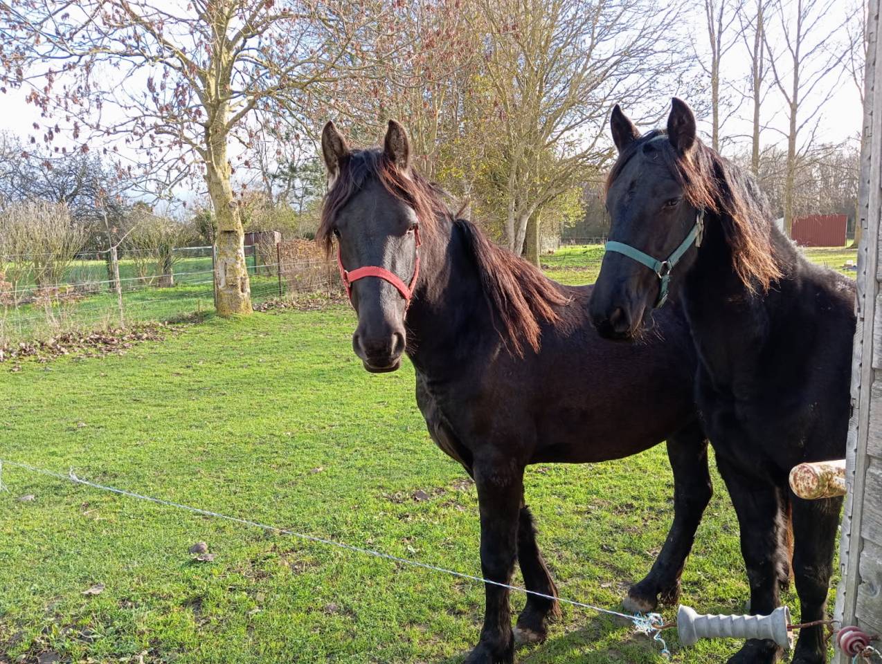 &Agrave; vendre &ndash; 2 pouliches crois&eacute;es Frison de 2 et 3 ans