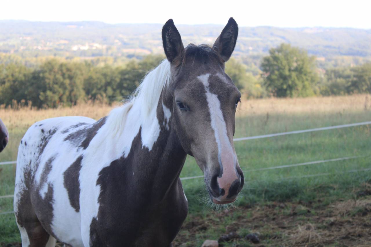 Poulain Zangersheide pie Isabelle léopard 