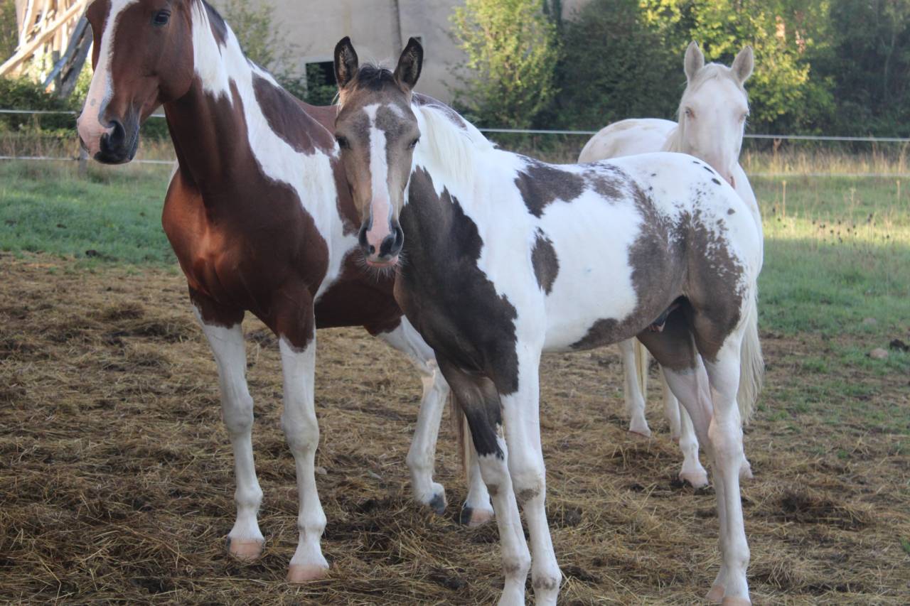 Poulain Zangersheide pie Isabelle léopard 