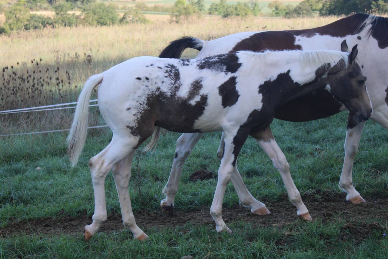 Poulain Zangersheide pie Isabelle léopard 