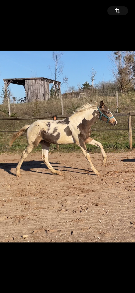 Poulain Zangersheide pie Isabelle léopard 