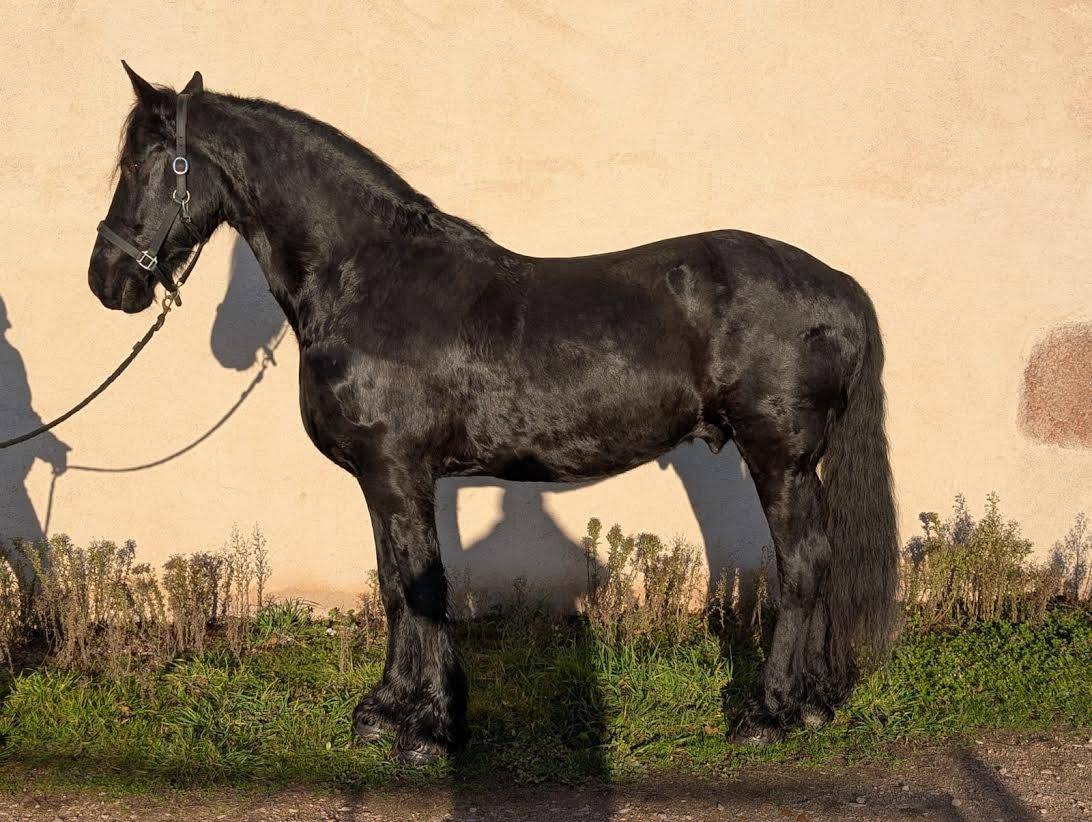 Valliant S - Cheval à vendre 