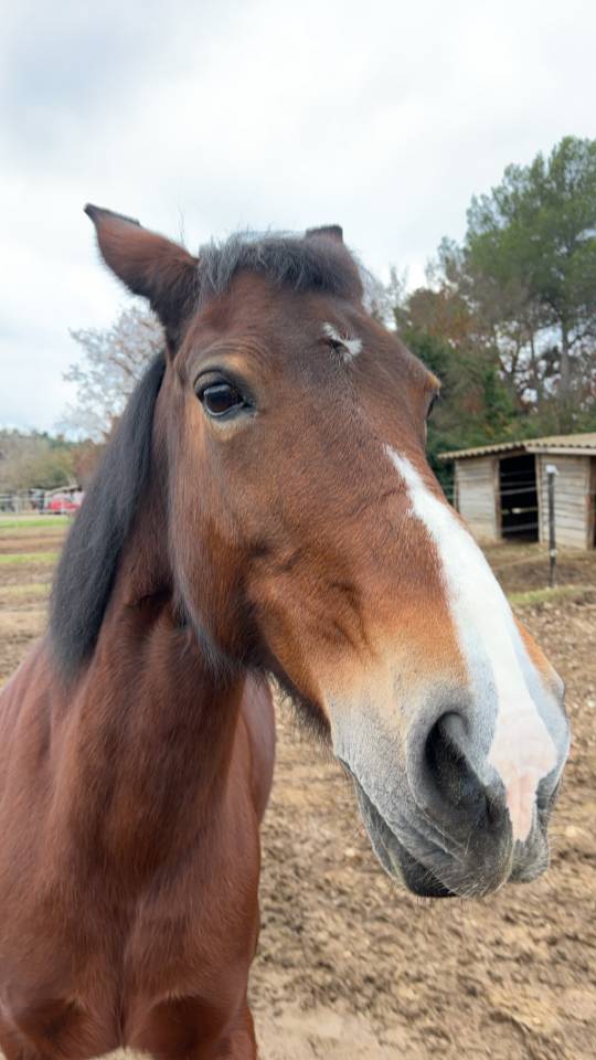 Ponette &agrave; confier contre bon soins 