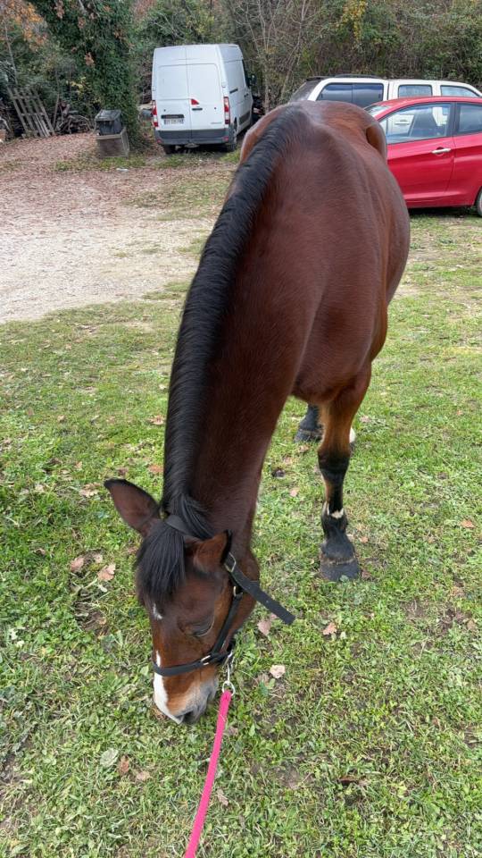 Ponette &agrave; confier contre bon soins 