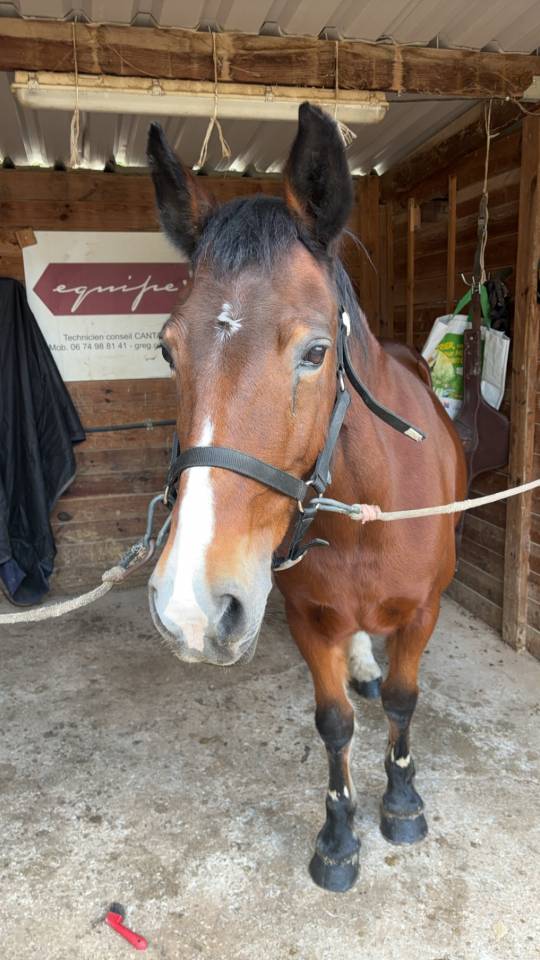 Ponette &agrave; confier contre bon soins 