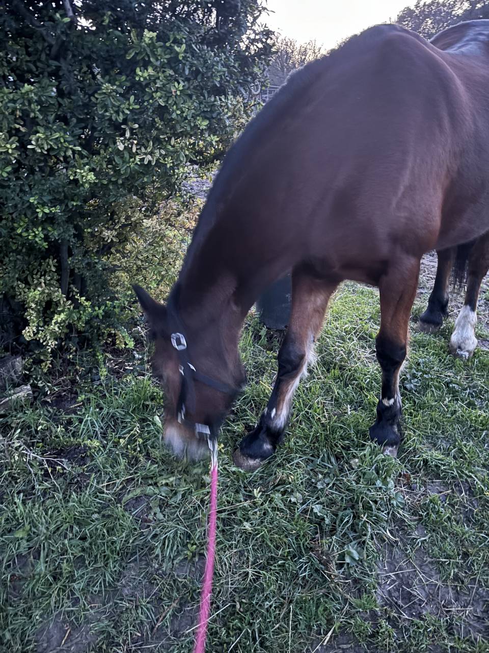 Ponette &agrave; confier contre bon soins 