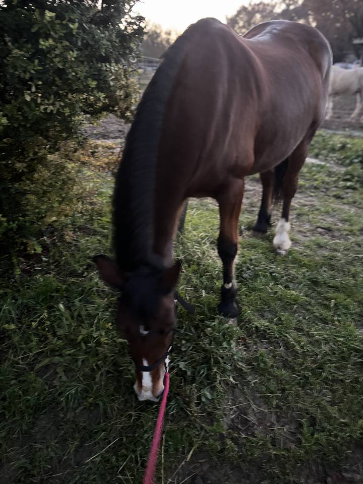 Ponette &agrave; confier contre bon soins 