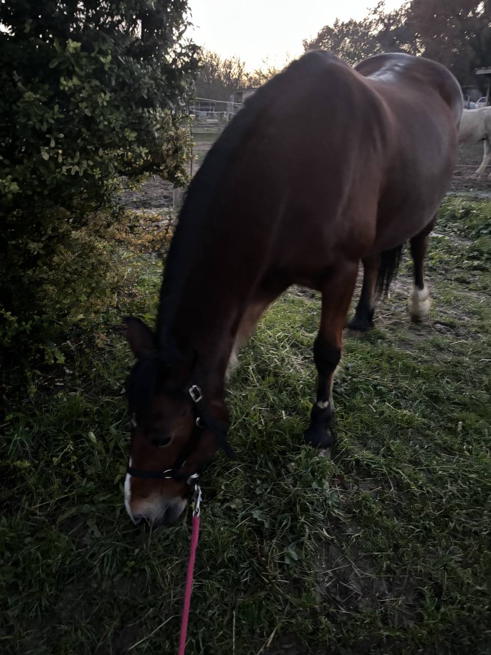Ponette &agrave; confier contre bon soins 