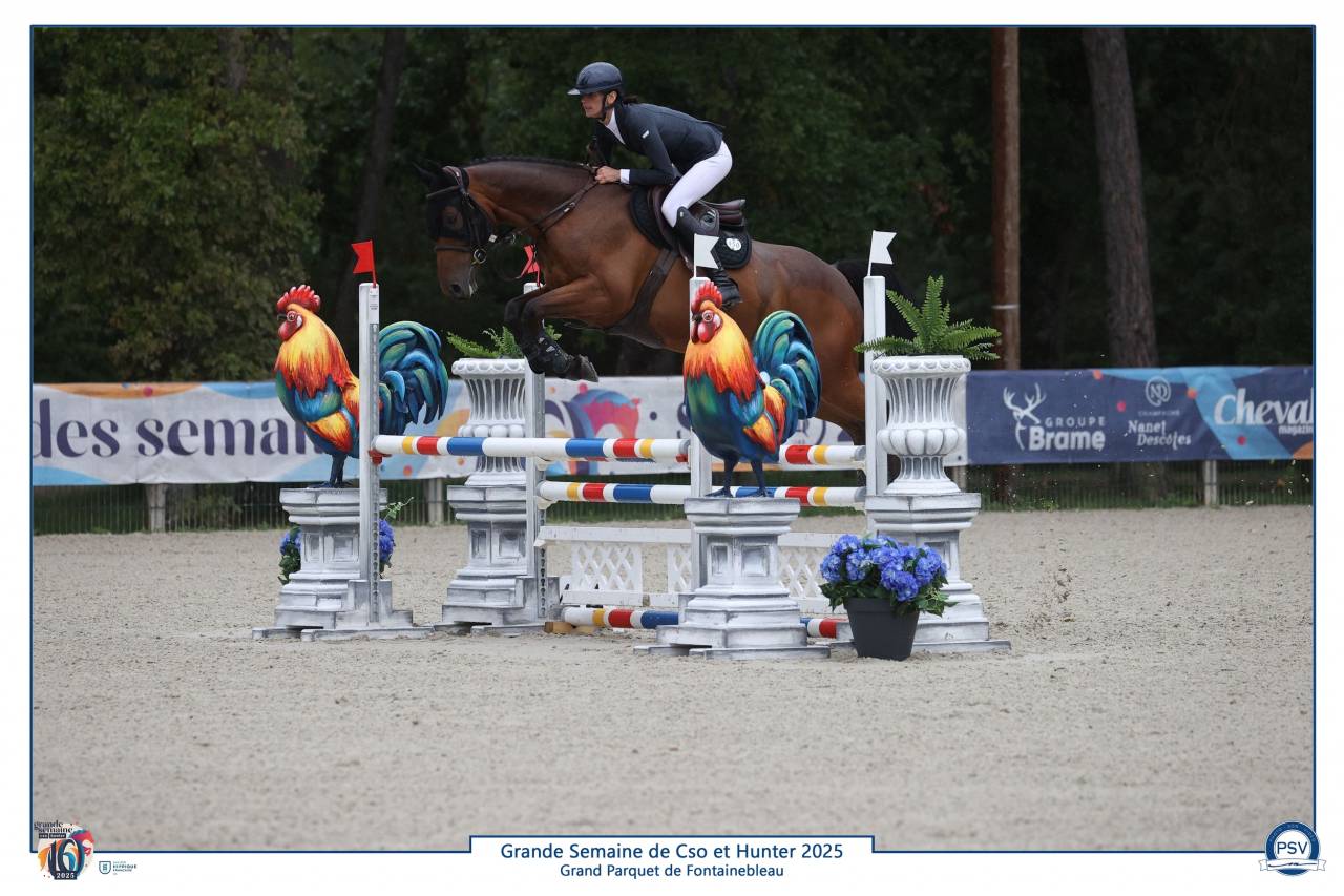 Hongre 6 ans très performant 