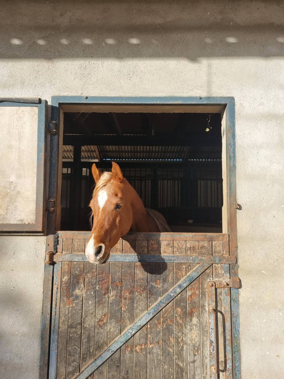 ETALON PUR-SANG ARABE 