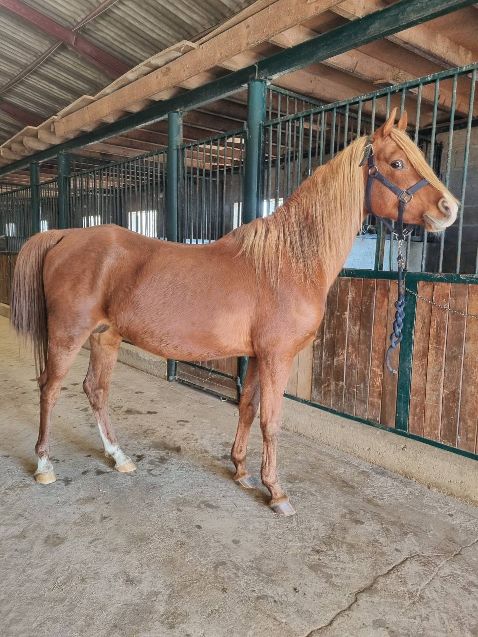 ETALON PUR-SANG ARABE 