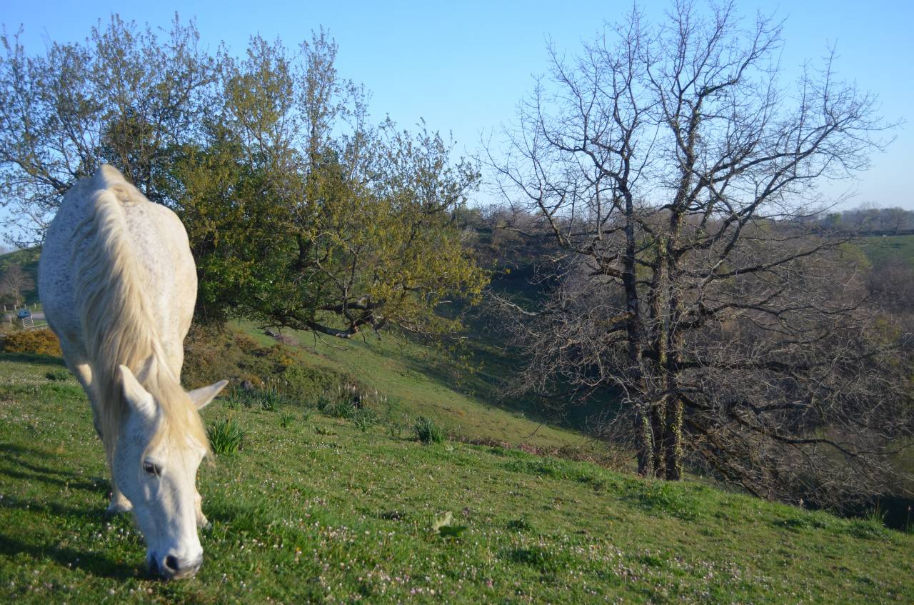 Pension Chevaux La Bastide Clairence