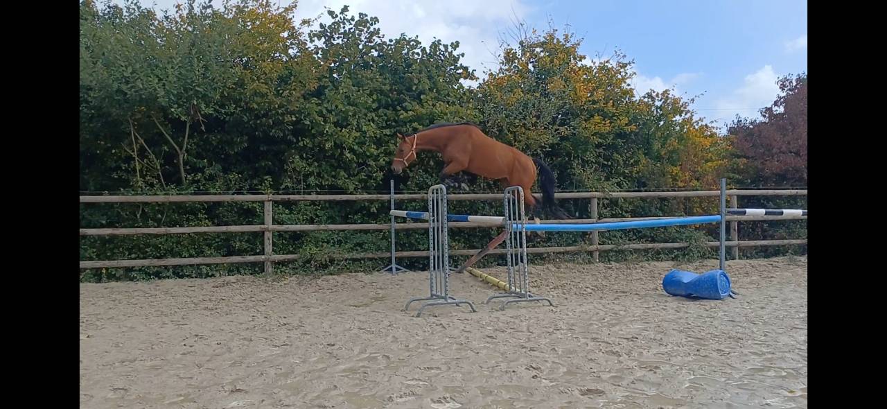 Jument de 5 ans en 2026