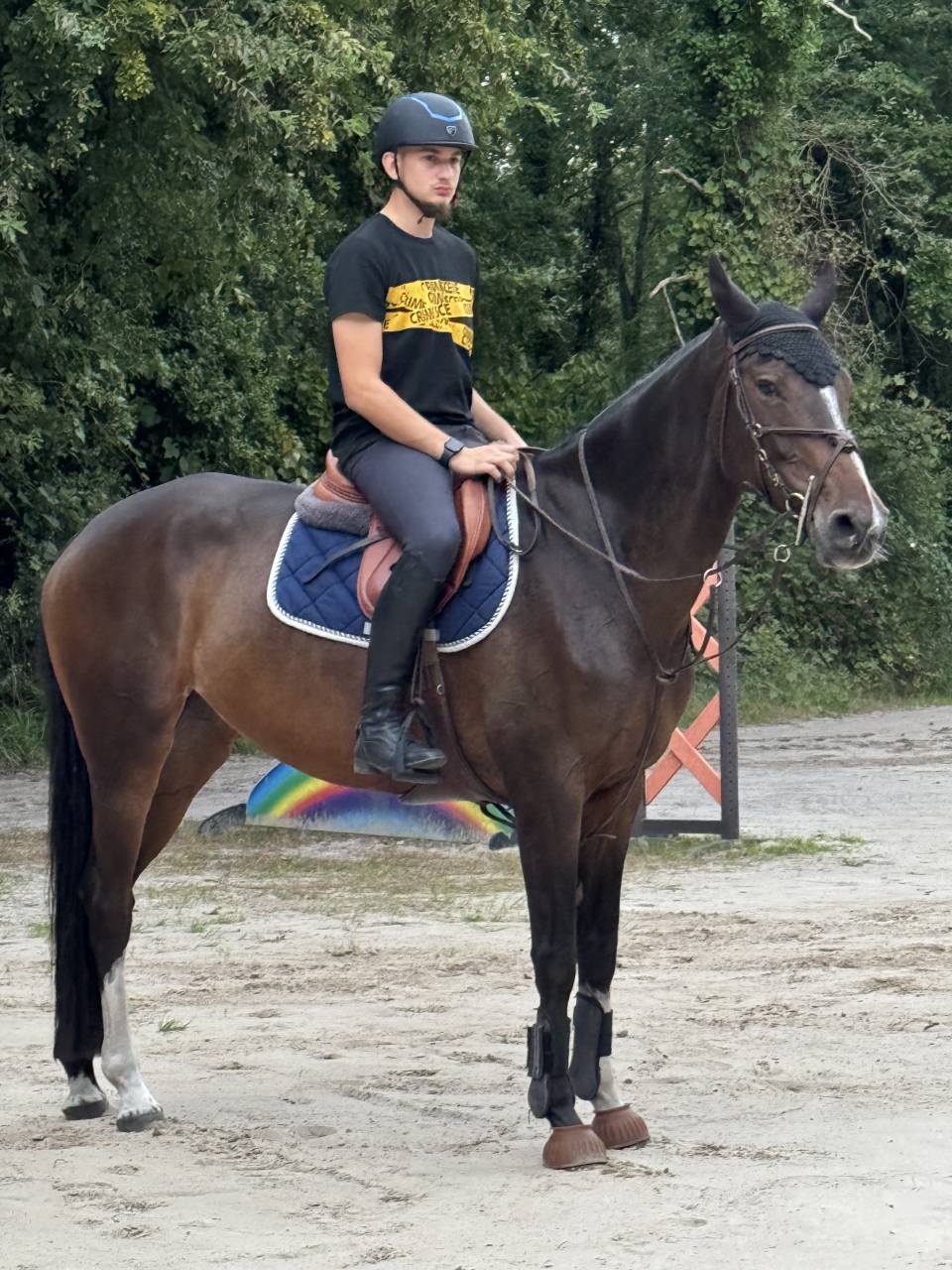 Jument Selle Fran&ccedil;ais de 10 ans  