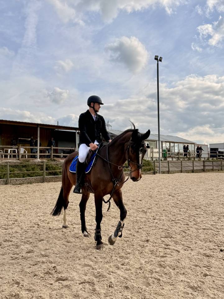 Jument Selle Fran&ccedil;ais de 10 ans  