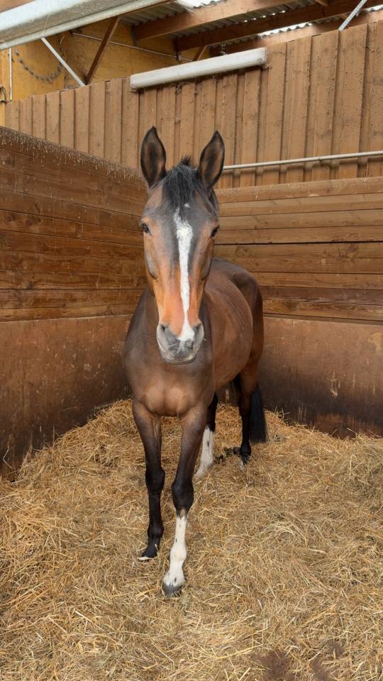 Jument Selle Fran&ccedil;ais de 10 ans  