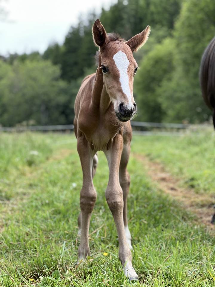 Pouliche SF originel (CSO) par Diamant de Semilly 