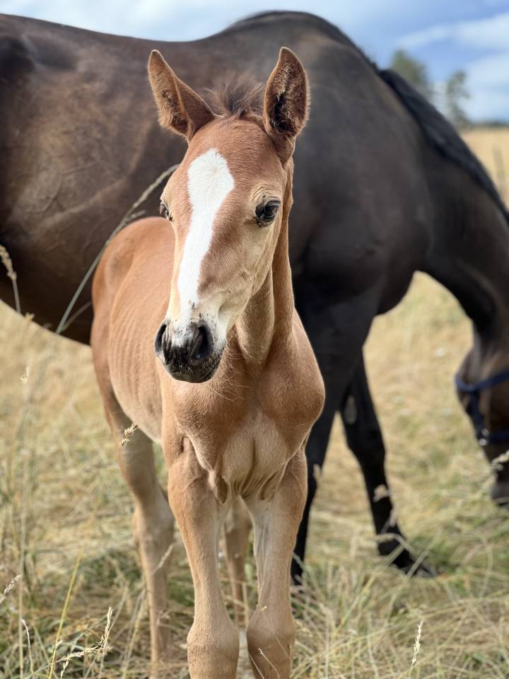 Pouliche SF originel (CSO) par Diamant de Semilly 