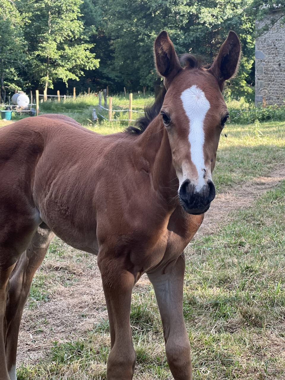 Pouliche SF originel (CSO) par Diamant de Semilly 