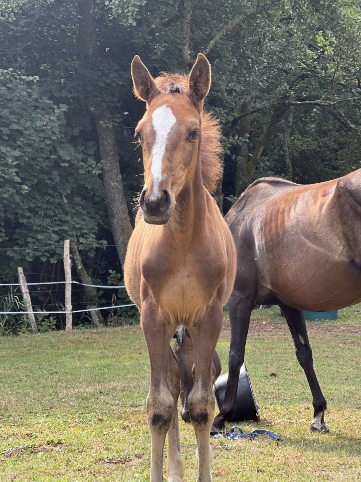 Pouliche SF originel (CSO) par Diamant de Semilly 