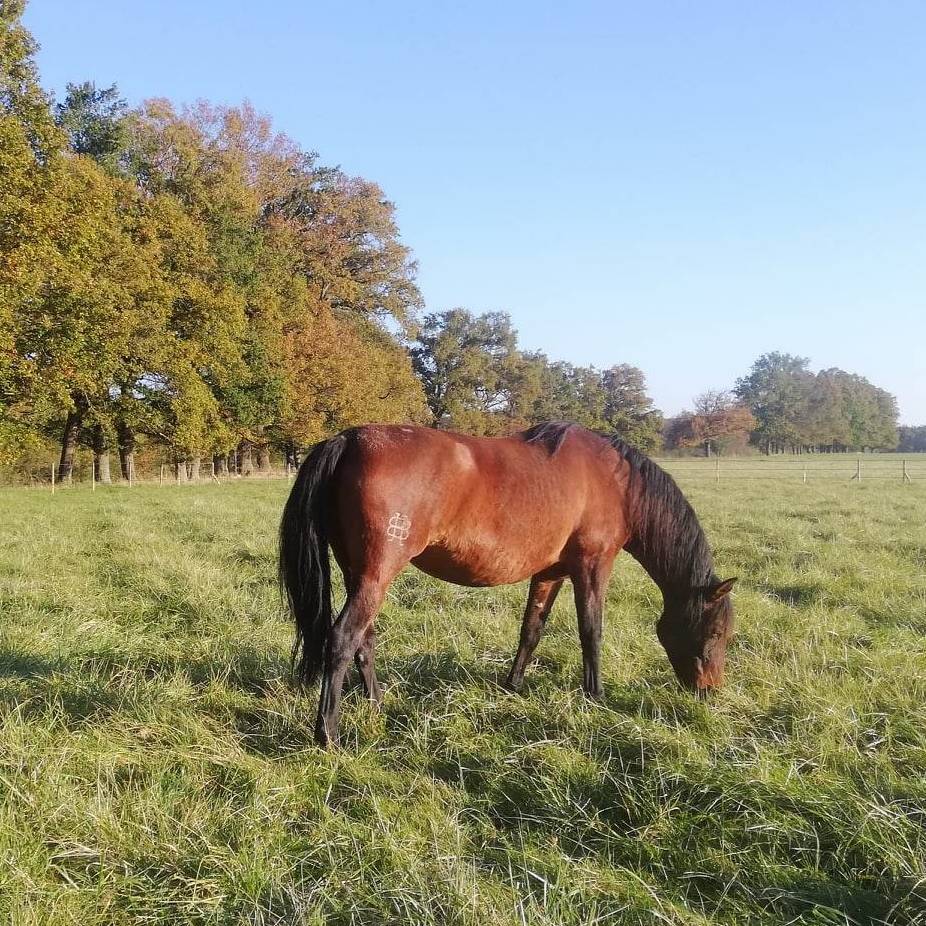 Poulini&egrave;re PRE