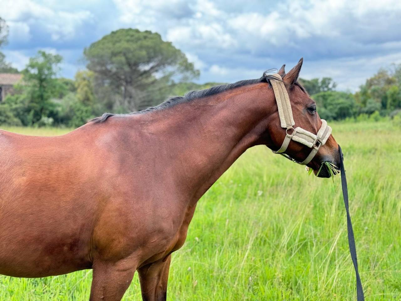 Tr&eacute;s beau Selle Fran&ccedil;ais