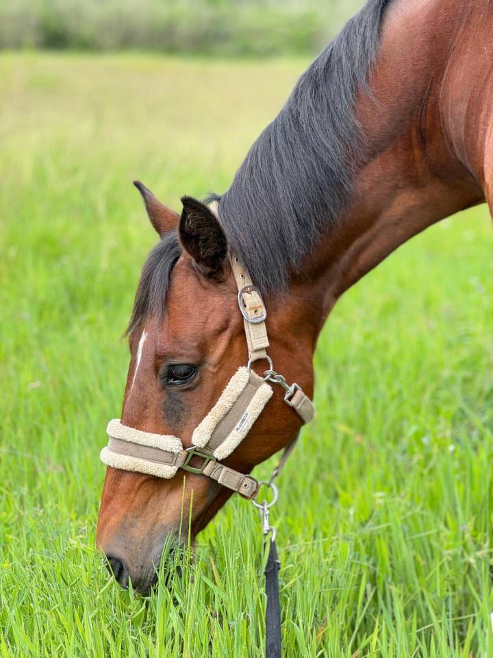 Tr&eacute;s beau Selle Fran&ccedil;ais