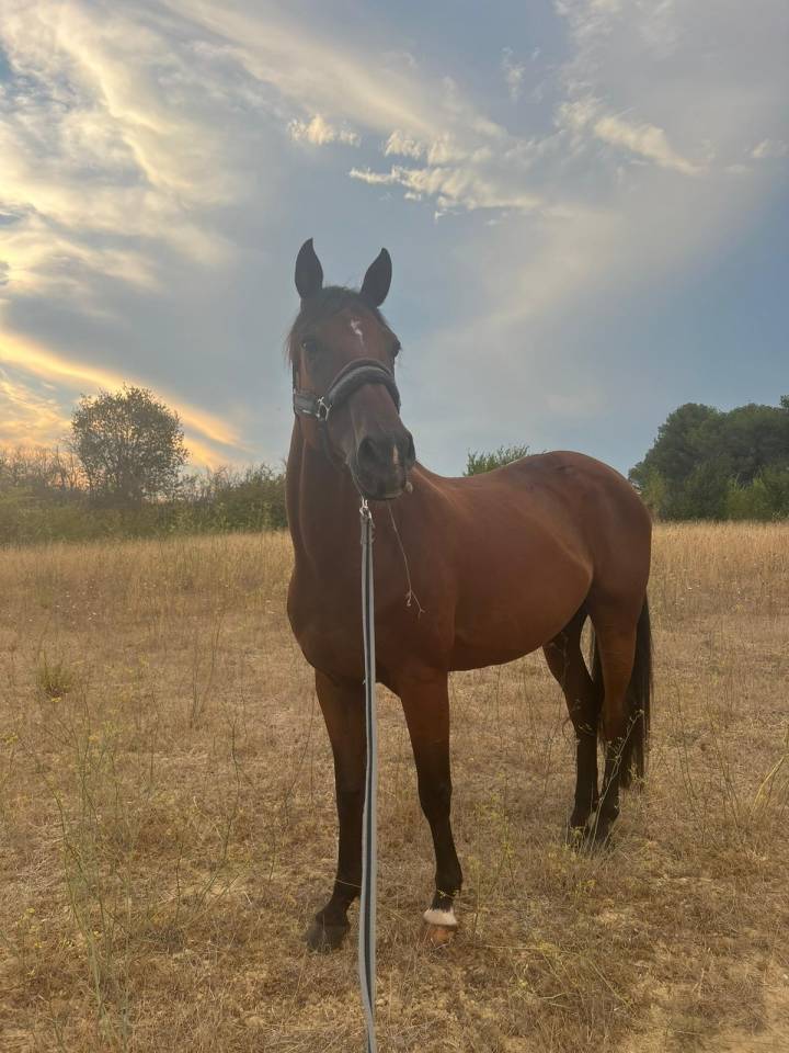 Tr&eacute;s beau Selle Fran&ccedil;ais