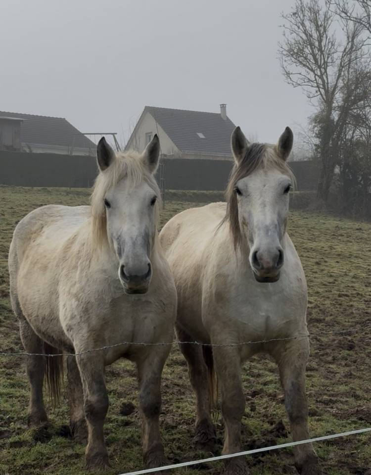 Juments percheron x cob Normand 12 ans 