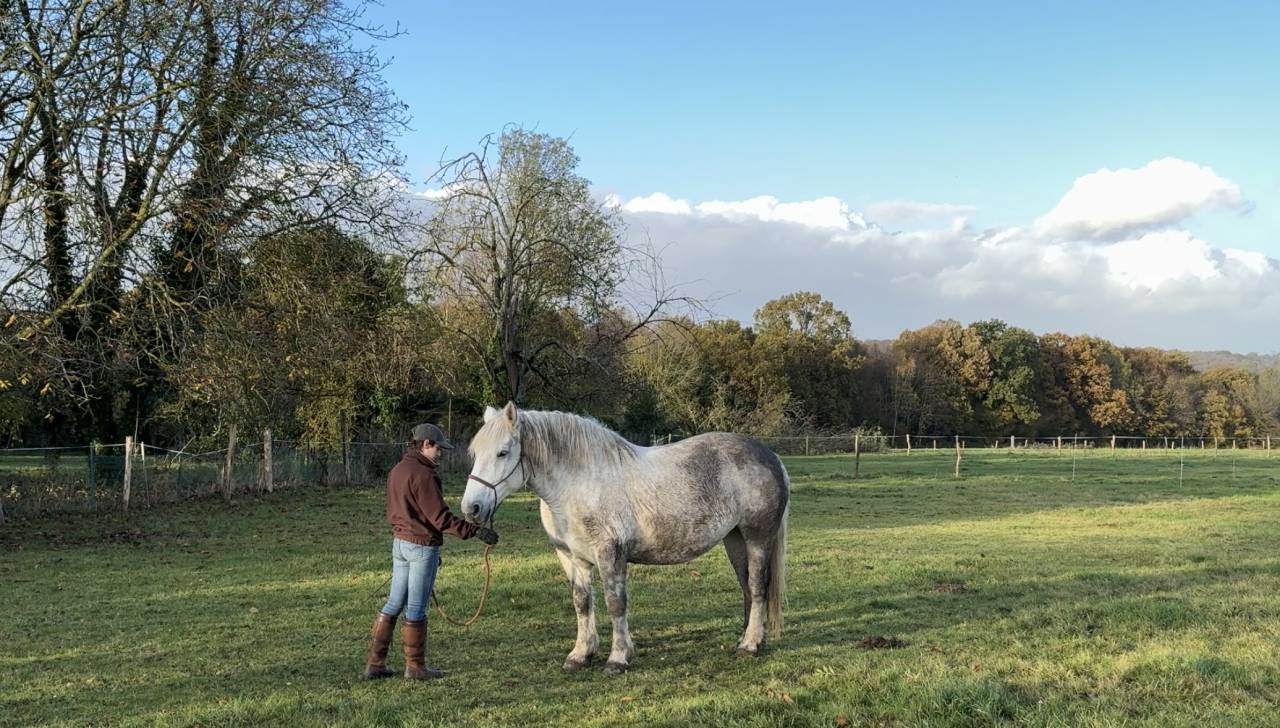 Juments percheron x cob Normand 12 ans 