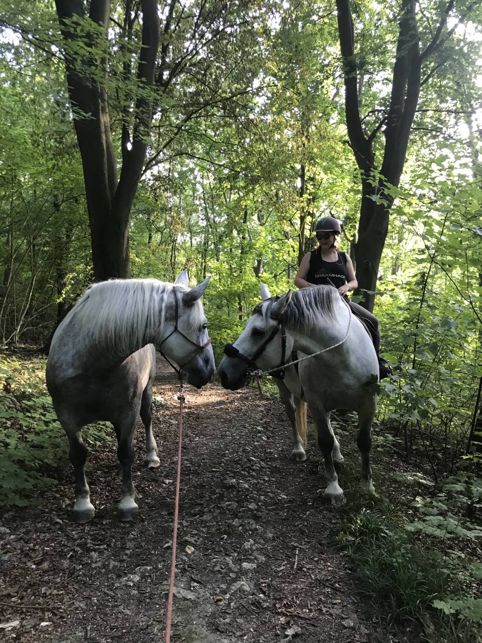 Juments percheron x cob Normand 12 ans 