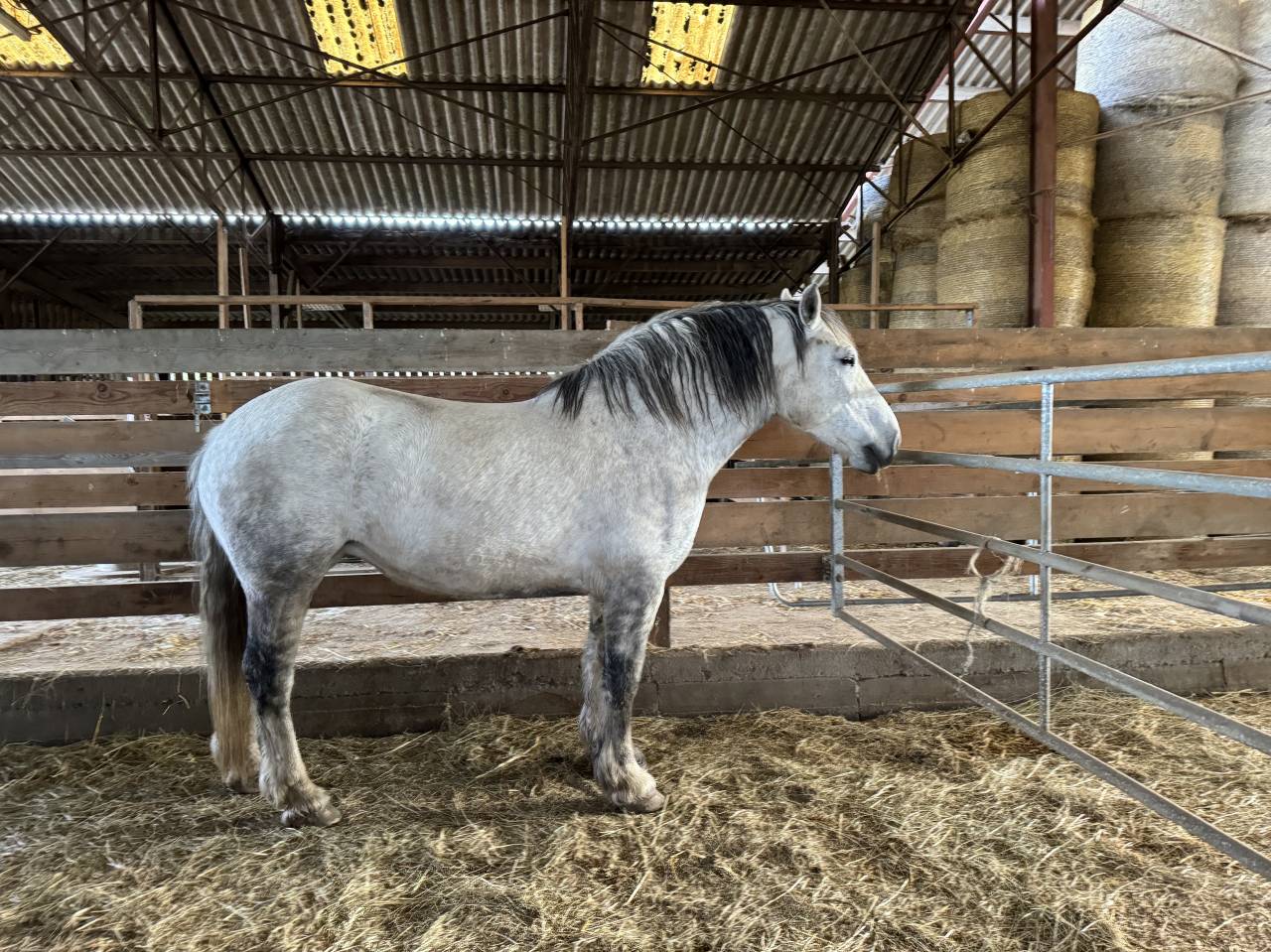 Juments percheron x cob Normand 12 ans 