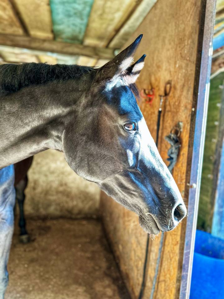 Jolie jument SF 2016