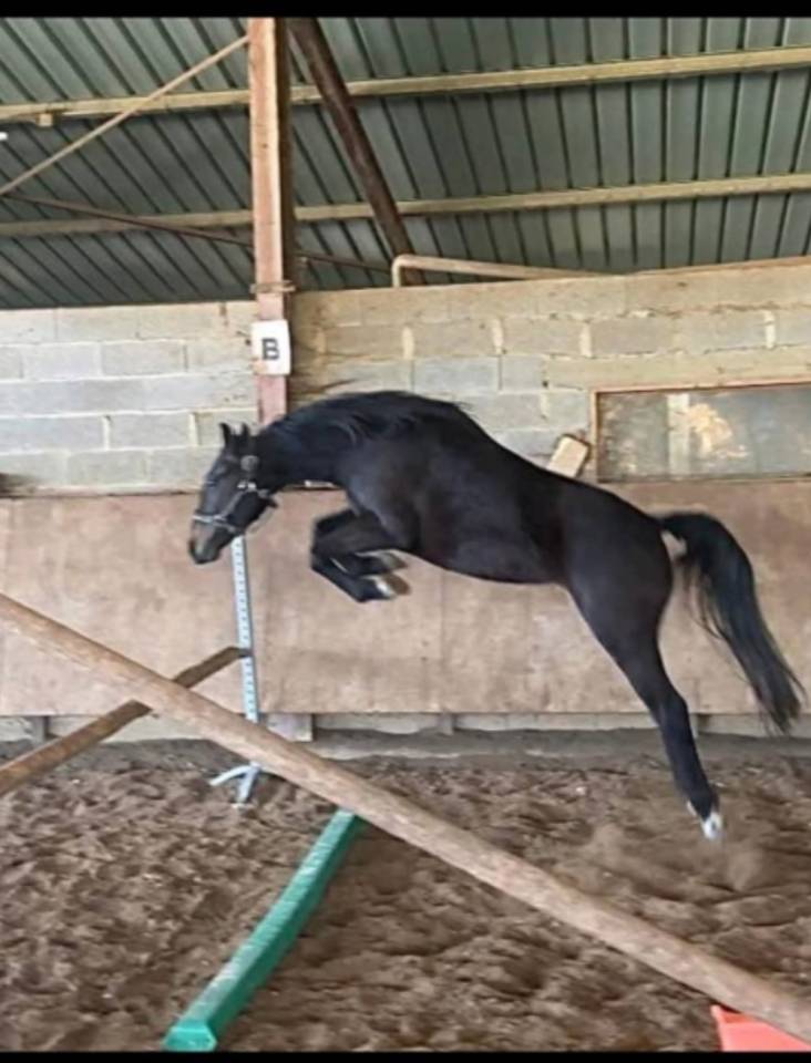 P&eacute;pite jeune ponette pfs !!!