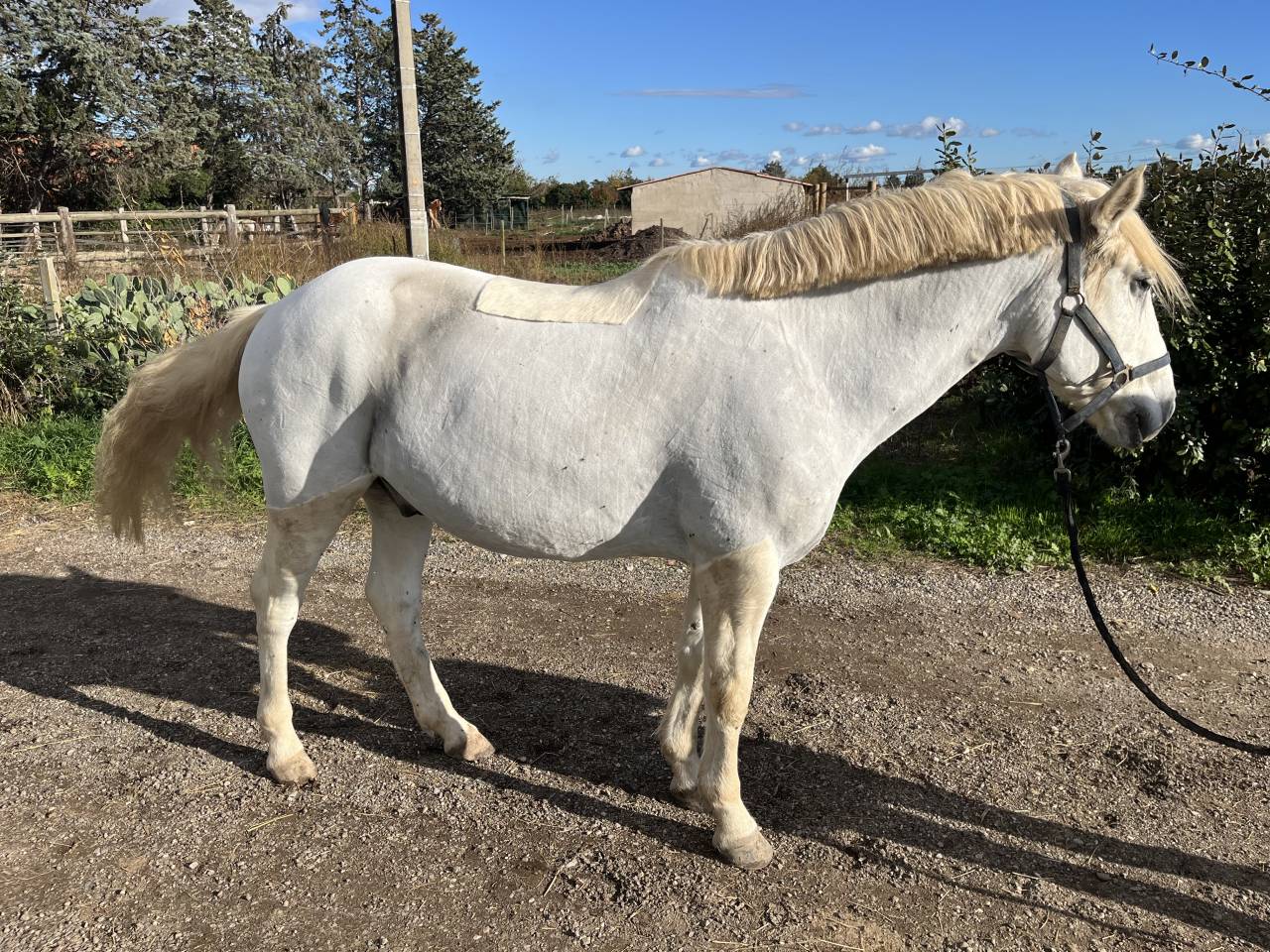 Poney pleins papiers 8 ans