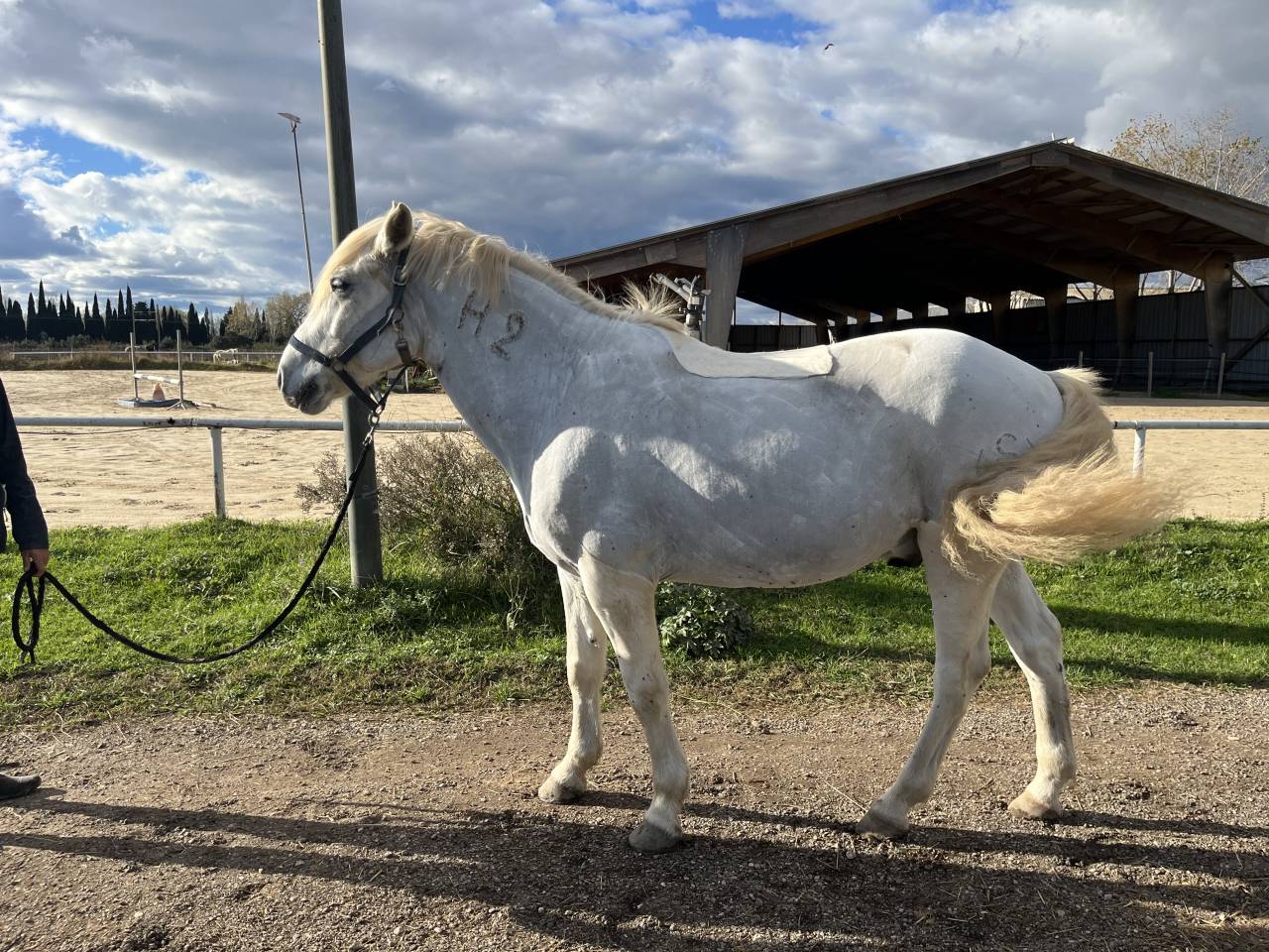 Poney pleins papiers 8 ans