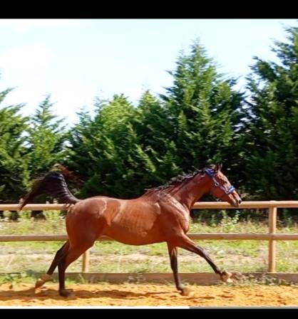 Jument Pur sang à vendre