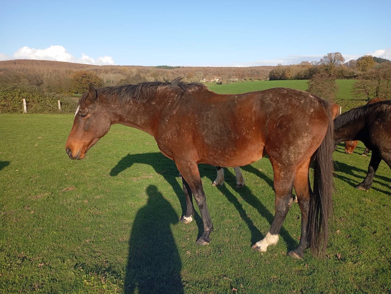 Jument Pur sang à vendre