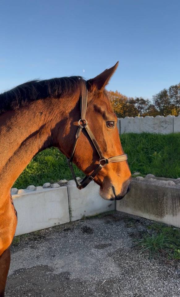 Jument de sport prend 4 ans 