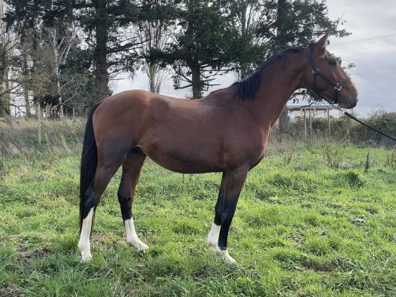 Plusieurs selle français de 3 ans