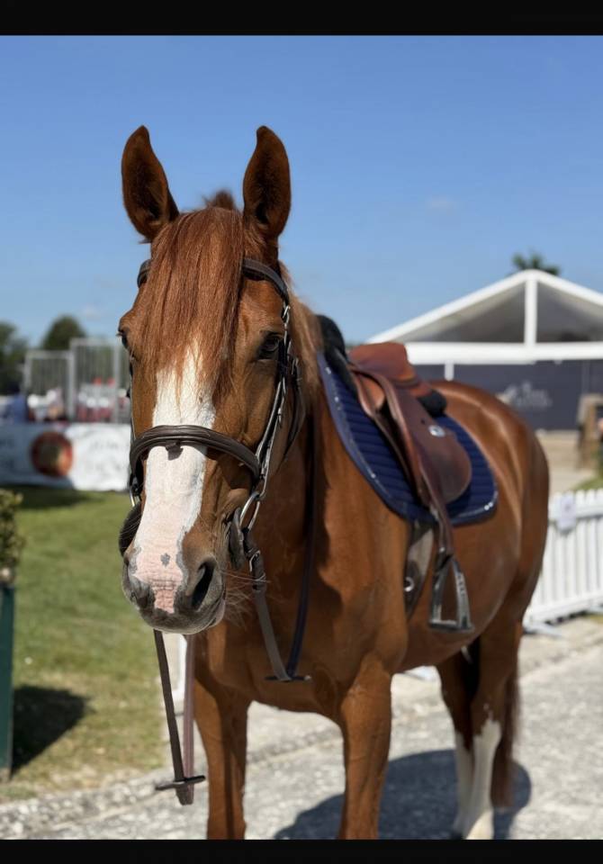Tr&egrave;s jolie petite jument polyvalente - assurance vie