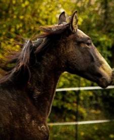 Hongre lusitanien OC 3 ans