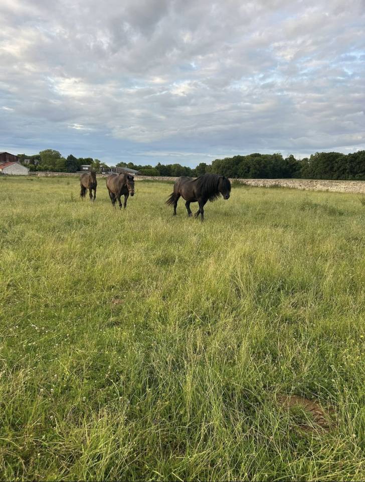 Pension de chevaux au pr&eacute;