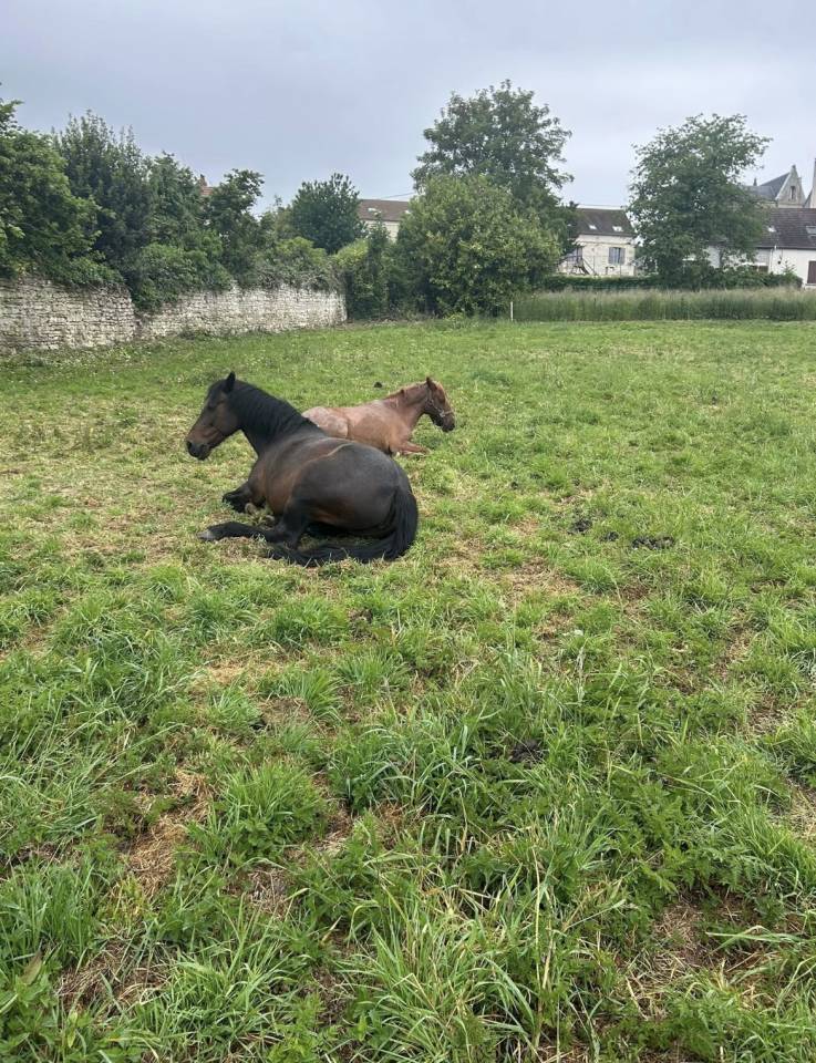 Pension de chevaux au pr&eacute;